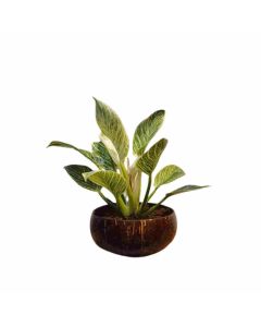 Gi Heritage Jumbo Size Indoor Planter, 12 Cm X 6 Cm X 4 Cm,200Gm 1 Pc